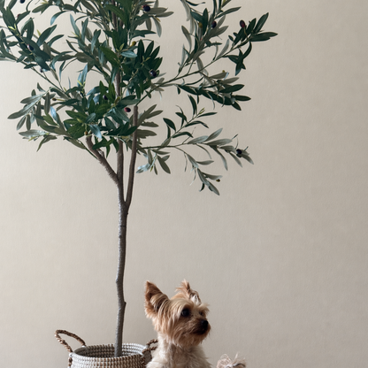 Olivia - Olivo 175cm, foto 1 - Magno Botanics