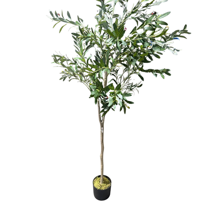 Olivia - Olivo 175cm, foto 5 - Magno Botanics