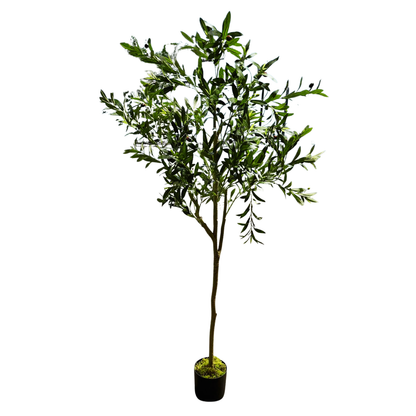 Olivia - Olivo 175cm, foto 6 - Magno Botanics