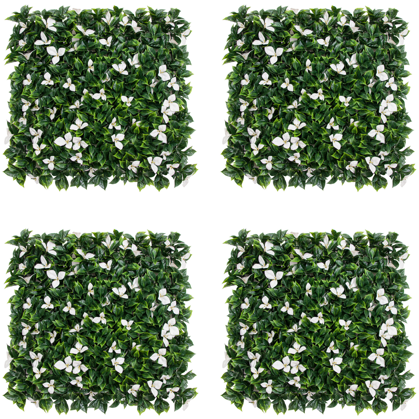 Pack Astrid (4u), foto 1 - Magno Botanics