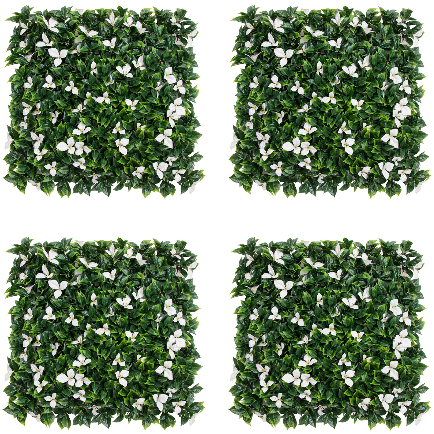 Pack Astrid (4u), foto 1 - Magno Botanics