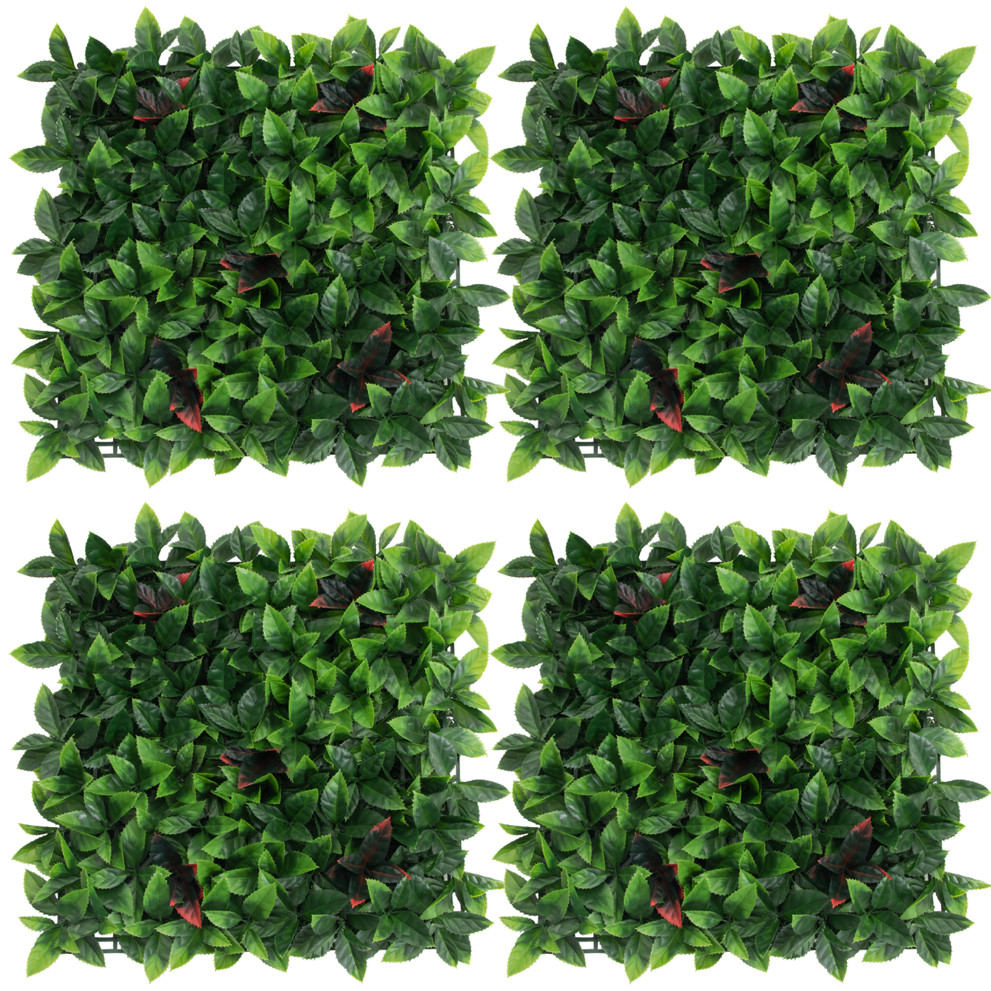 Pack Greta (4u), foto 1 - Magno Botanics