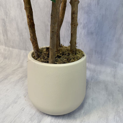 Planta artificial Ficus Lyrata 180 cm - Aurora, foto 8 - Magno Botanics