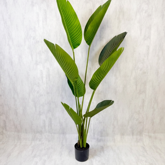 Regina - Ave del Paraíso Strelitzia 150cm, foto 1 - Magno Botanics