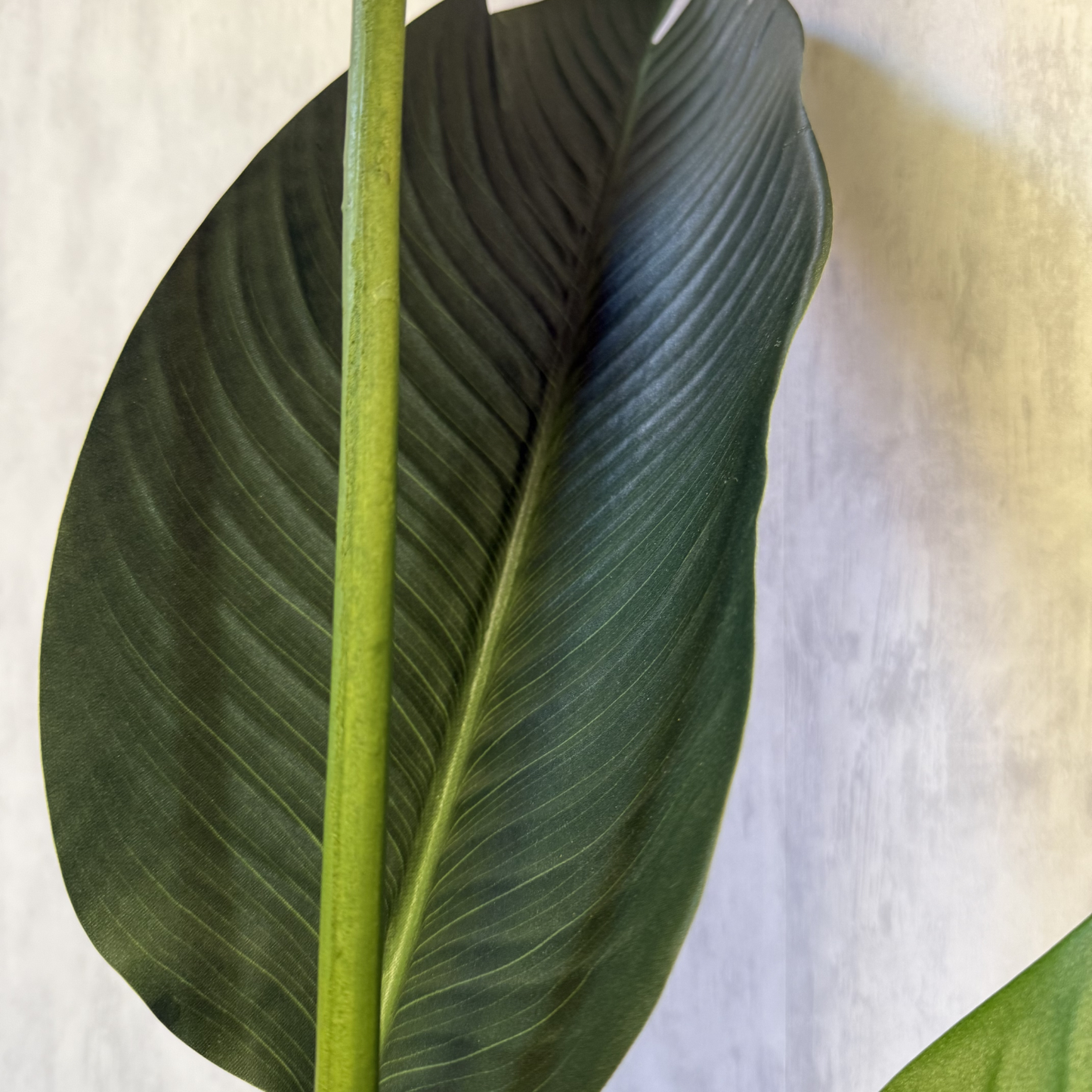 Regina - Ave del Paraíso Strelitzia 150cm, foto 3 - Magno Botanics