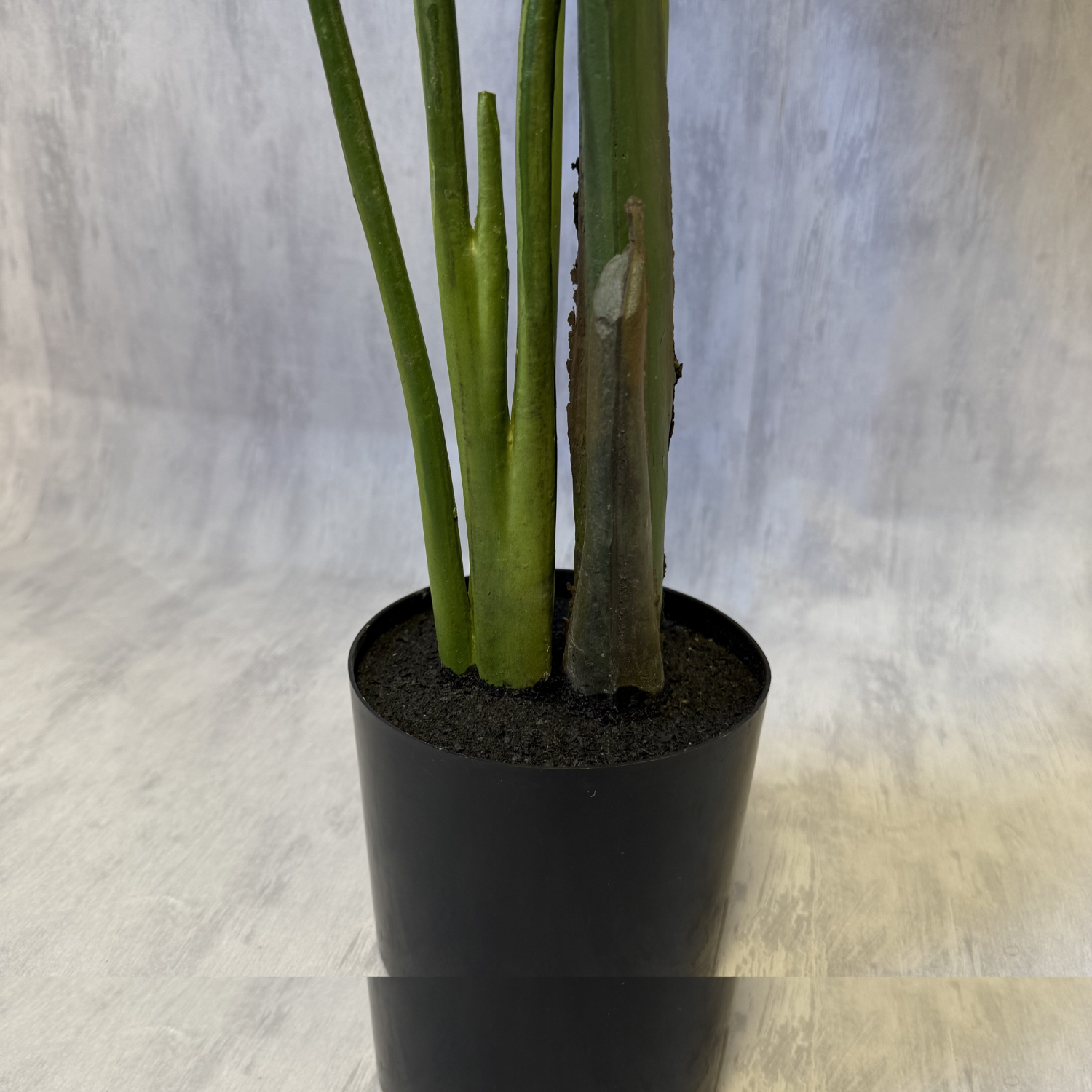 Regina - Ave del Paraíso Strelitzia 150cm, foto 4 - Magno Botanics