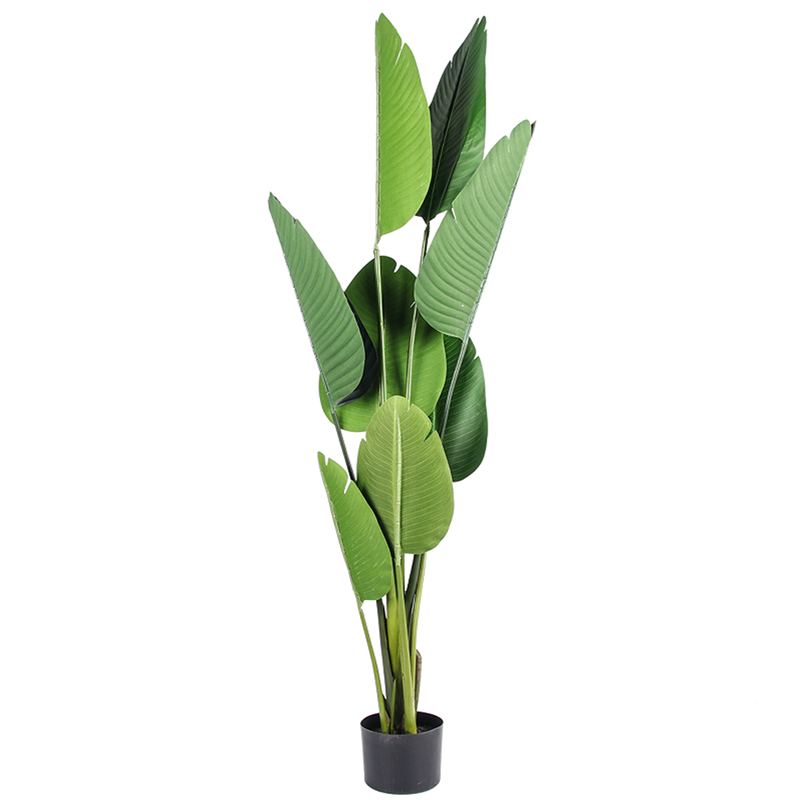 Regina - Ave del Paraíso Strelitzia 150cm